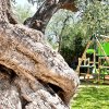 Tronco d'albero vicino a un'altalena verde.