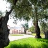 Prato verde con grandi alberi e casa bianca sullo sfondo.