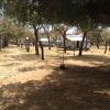 Campo da campeggio con alberi e tende.