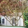 Albero fiorito davanti a una facciata bianca.